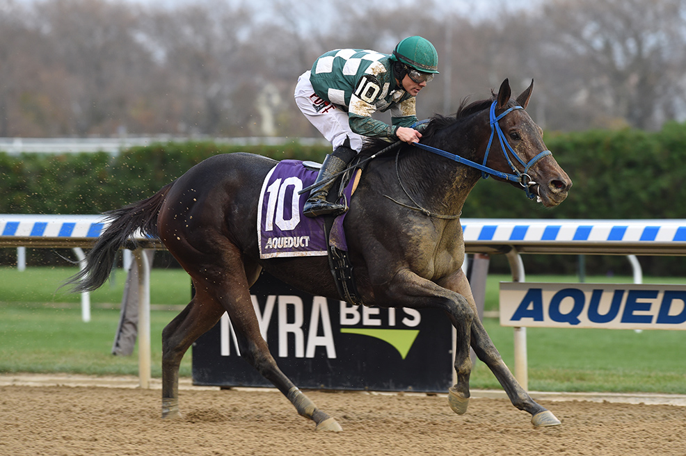 Aqueduct The New York Stallion Series Stakes 2019/11/10